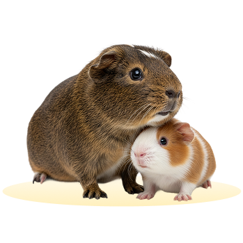 The Tails is a pet care app