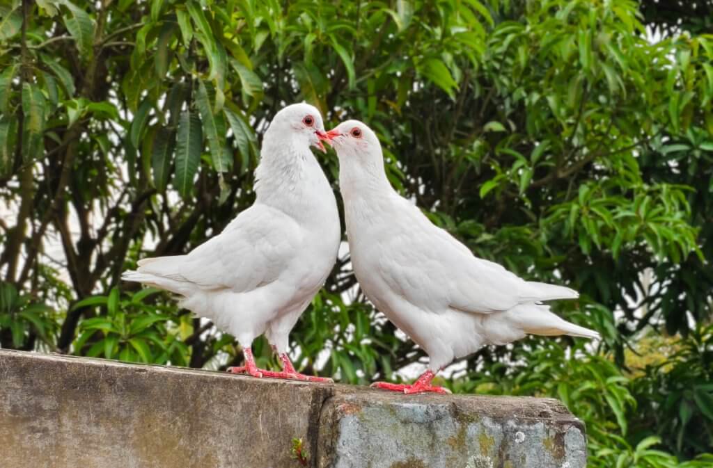 Birds: Sensitive to Drafts and Sudden Temperature Drops