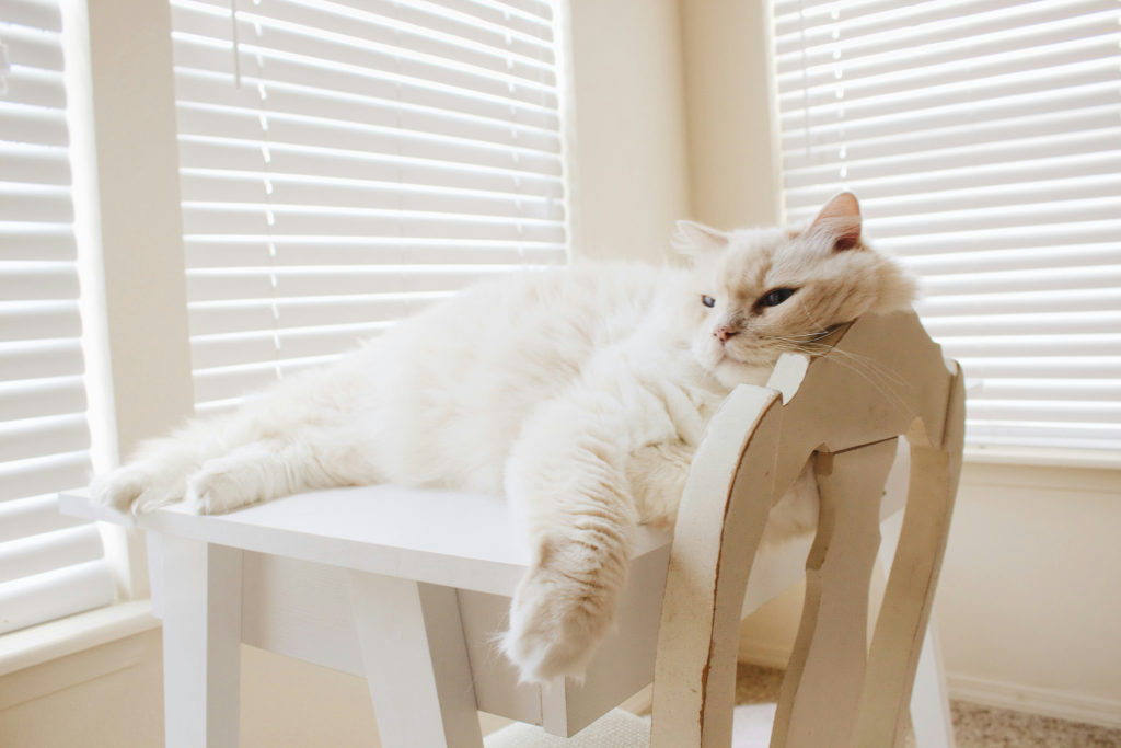 Why Cats Knock Things Off Tables