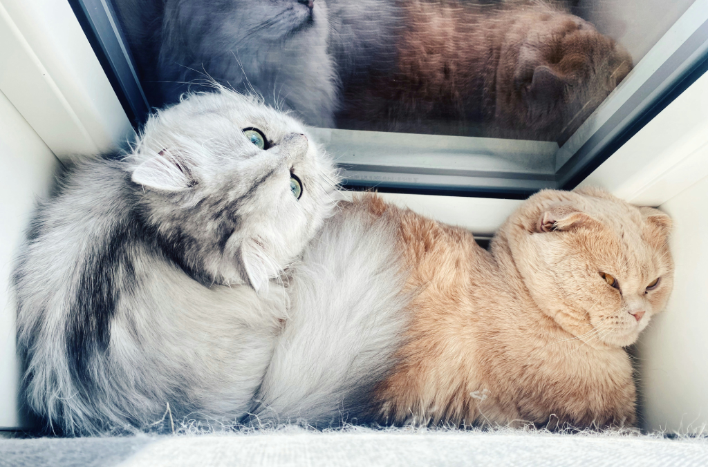 Why Cats Sit Near Windows and Stare Outside