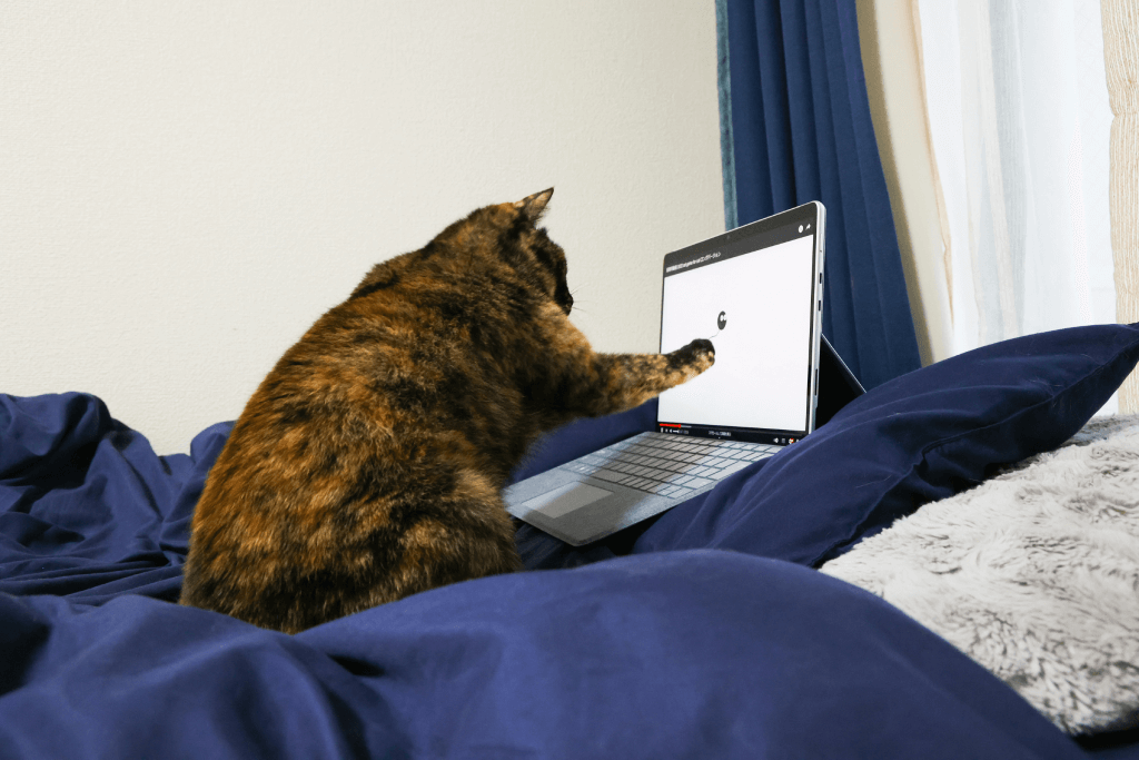 cats sit on your laptop