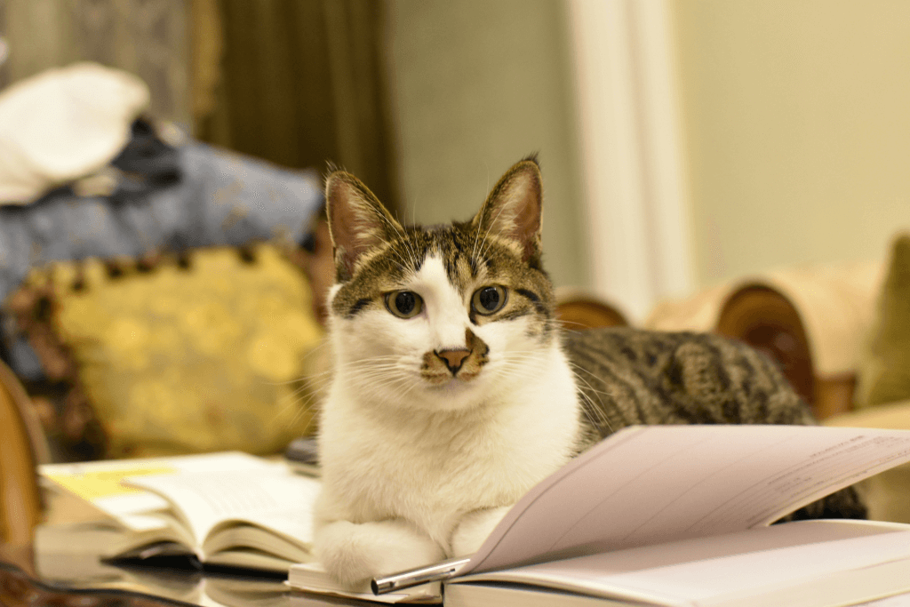 Why Cats Sit on Your Laptop, Book, or Clothes