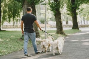 Why Regular Dog Walking Is Critical for Health