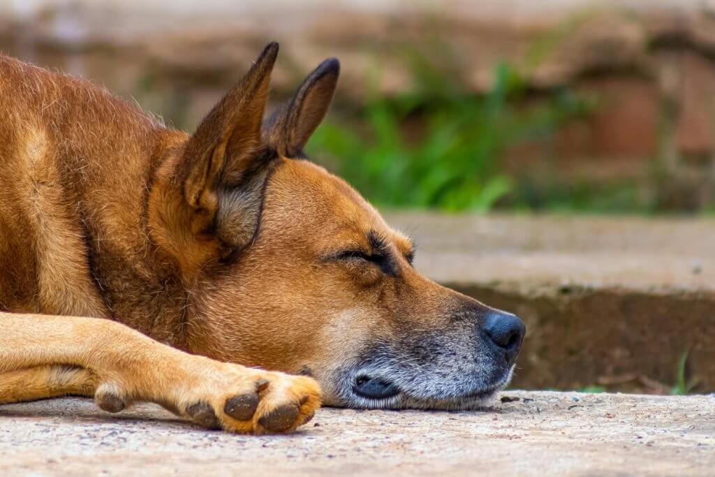 When Walks Reduce, Dogs Don’t Get “Lazy” They Get Restless