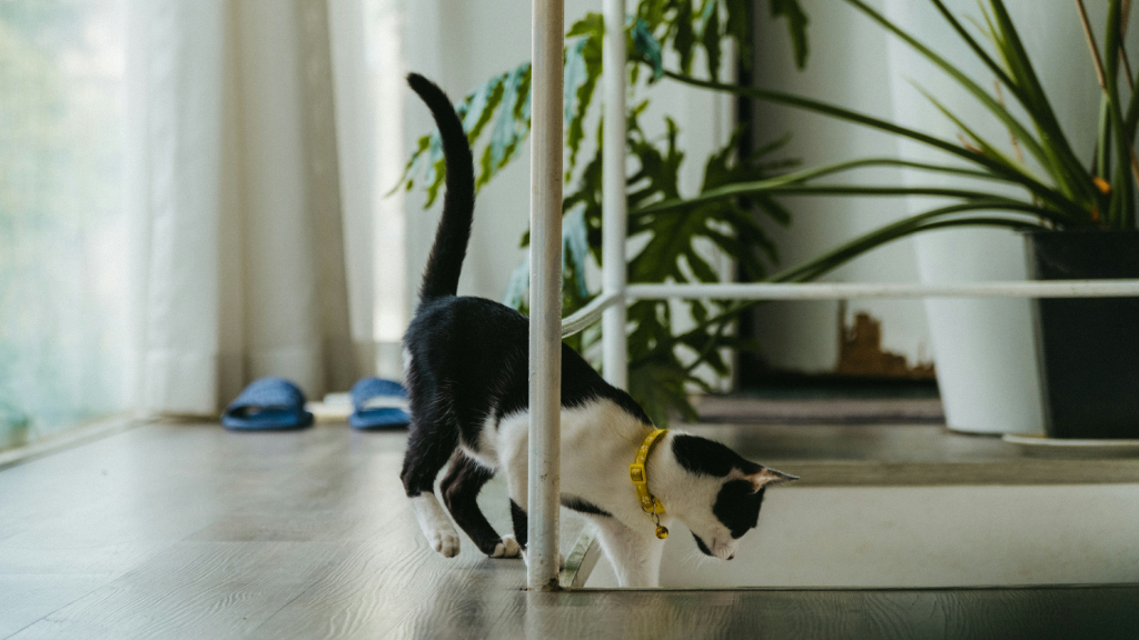 why cats randomly run