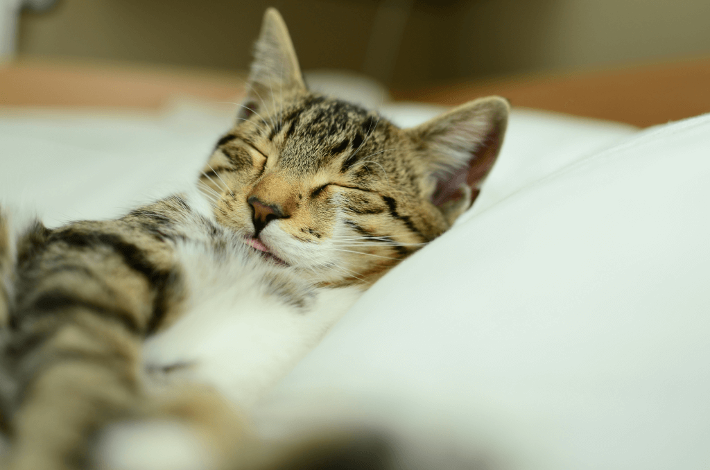 why cats sleep much 1