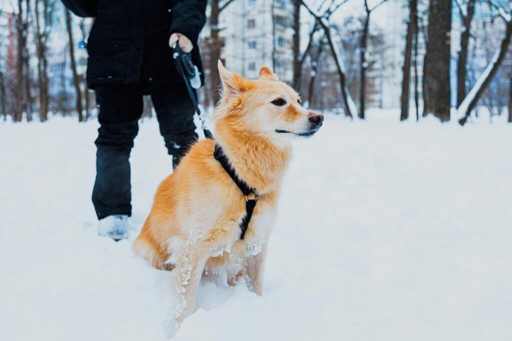winter-care-for-common-pets